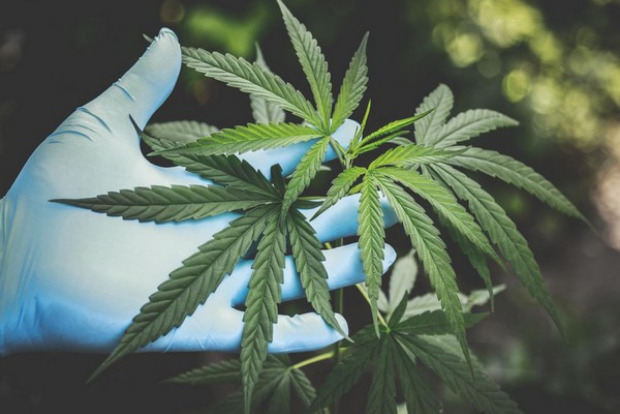 Scientists find new evidence of health threat from chemicals in marijuana, tobacco smoke