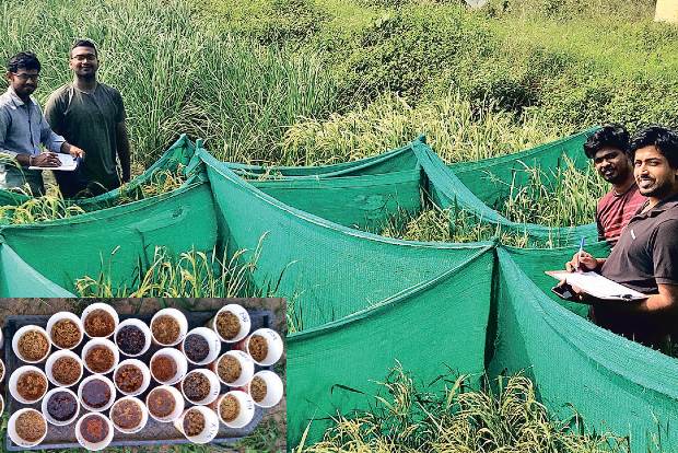 Organisation on a mission to conserve 153 paddy varieties