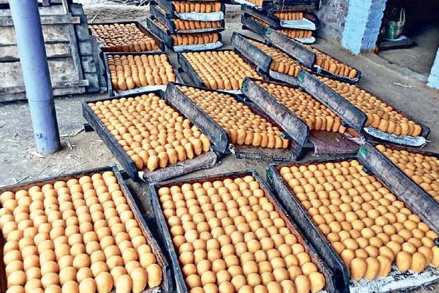 Bumper cane harvest brings jaggery prices down to sweeten Pongal
