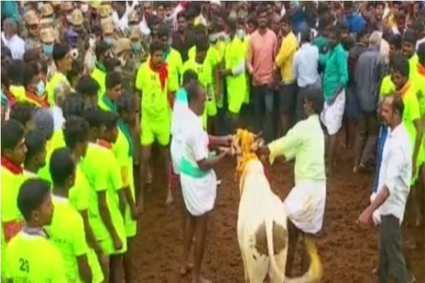 Madurai: Jallikattu Competition Underway In Palamedu