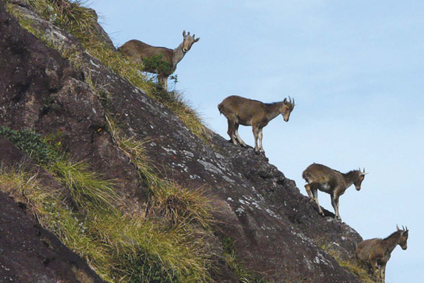 Chasing The Tahr, Over The Nilgiris