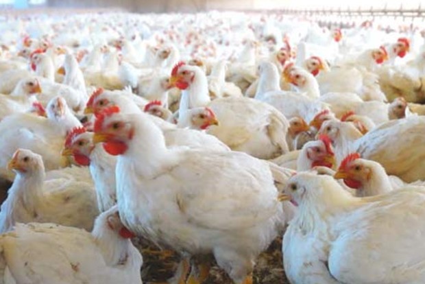 Bird flu: Goa bans poultry items from Maha, Ktaka Bird flu: Goa bans poultry items from Maha, Ktaka