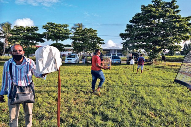 On a wing and a prayer: Songbirds that compete in Suriname