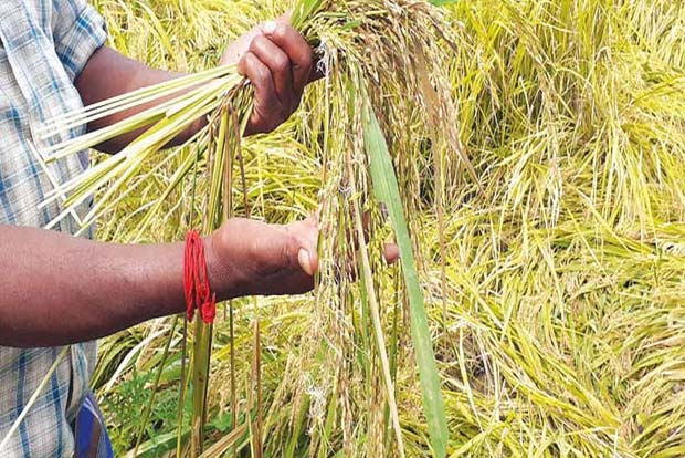 Upset over crop damage, farmer ends life by jumping before train Upset over crop damage, farmer ends life by jumping before train