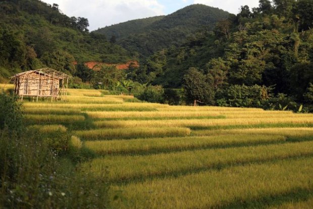 Bangladesh to buy Myanmar rice, putting aside Rohingya crisis