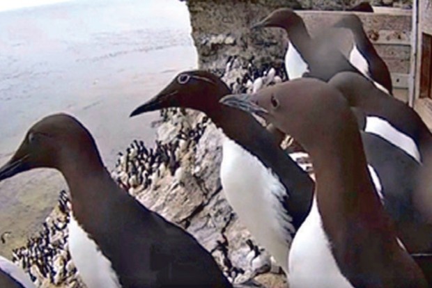 Why seabirds pined for tourists who went MIA post-COVID Why seabirds pined for tourists who went MIA post-COVID