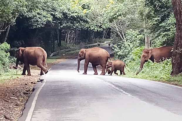Freeing elephant corridors in TN of encroachments: Status report sought