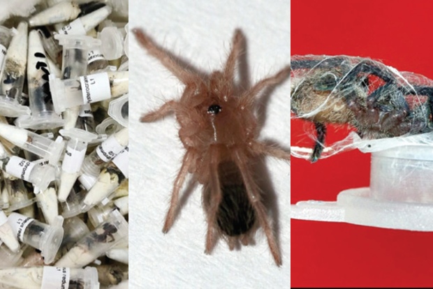 Air Customs picks up parcel from Poland with 107 live tarantulas
