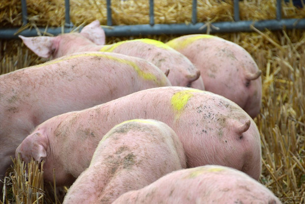 African Swine Fever continues to wreak havoc in Mizoram