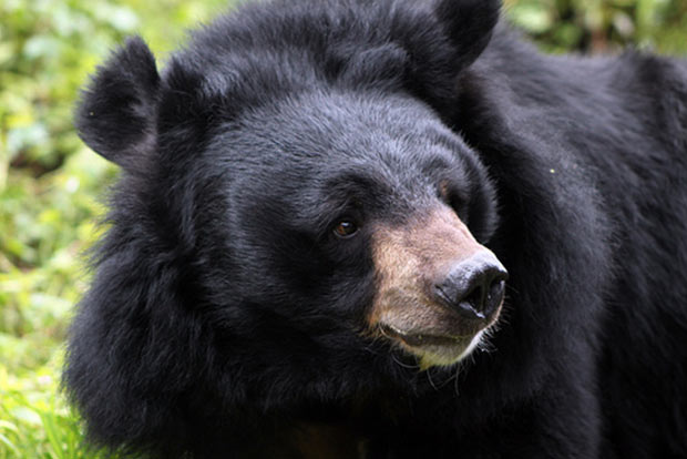 Woman among 2 persons injured in attack by wild bear in J-K