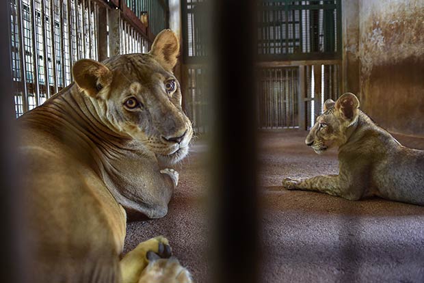 Lions that tested COVID positive in Arignar Anna Zoological Park are out of danger