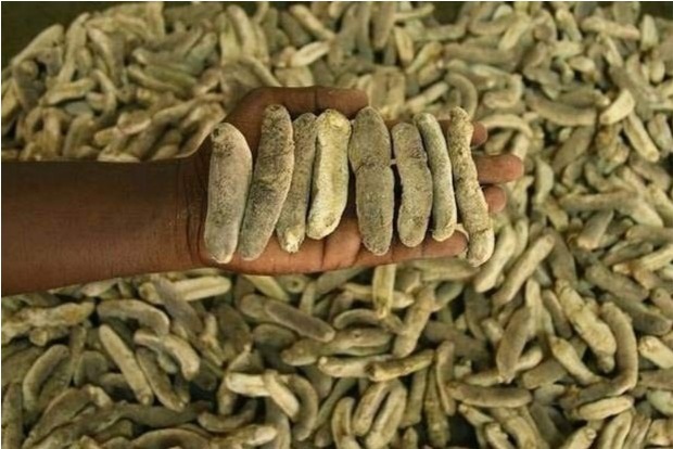 Coast Guard seizes 1,200 kg sea cucumber off Mandapam, 2 held