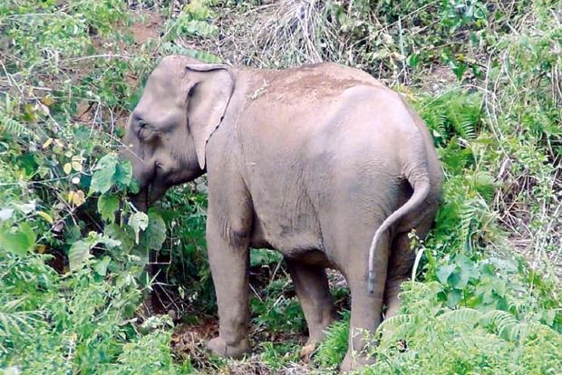 Baby elephants under treatment for Herpes in Kerala rehab centre stable