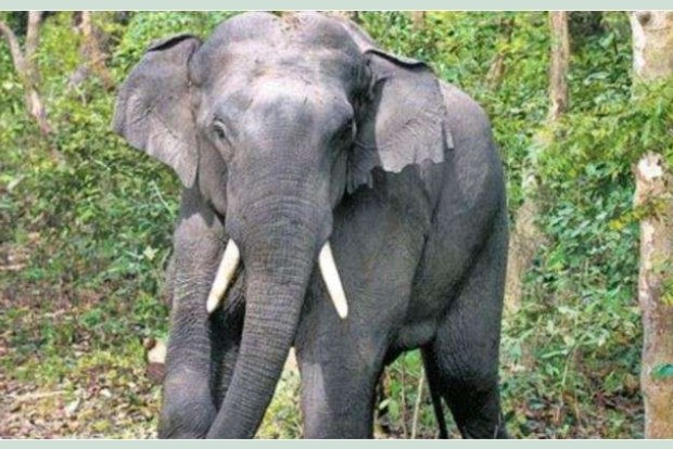 Crop raider Bahubali befriends two elephants: officials worry he will lead ‘gang’ astray