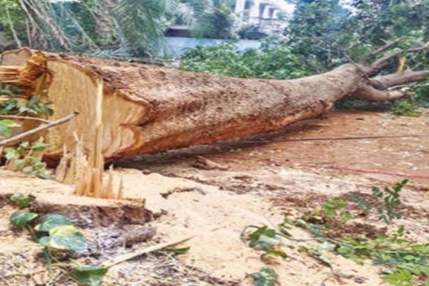 Environmentalists, residents save 15 native trees from being cut in Kovai