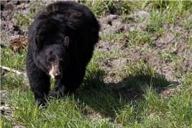 Bear pulls woman out of her tent, kills her in Montana