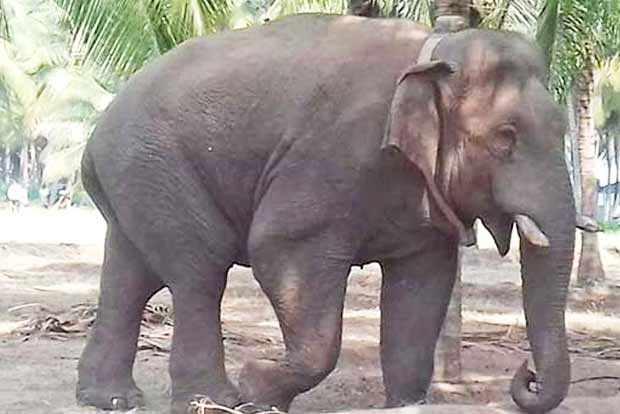 Chinnathambi now a case study for TN forest department Chinnathambi now a case study for TN forest department