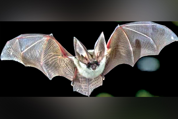 Nebraska zoo says 200 people possibly exposed to rabid bat