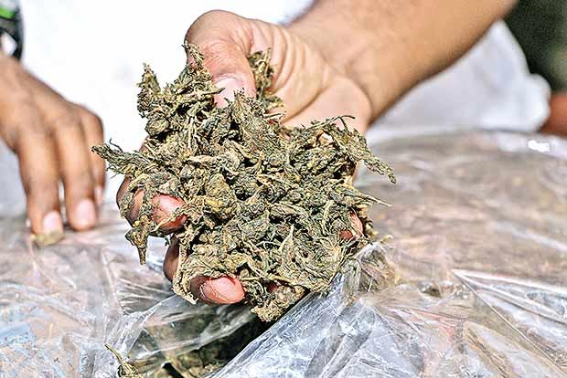 Maha: Ganja worth Rs 1.5 crore found concealed in rice bags seized, two held