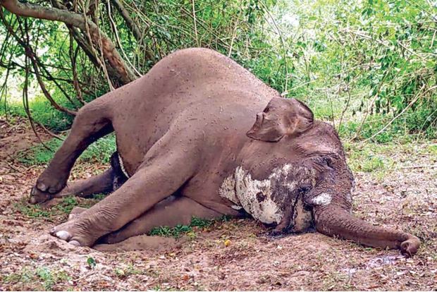 Kovai Forest Dept on alert as anthrax suspected to be cause of jumbo’s death