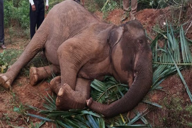 Cattle in villages bordering forest to be vaccinated for anthrax after jumbo’s death