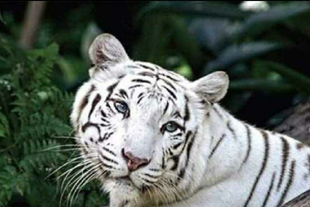 16-year-old white tiger dies in Chennais Vandalur Zoo 16-year-old white tiger dies in Chennais Vandalur Zoo