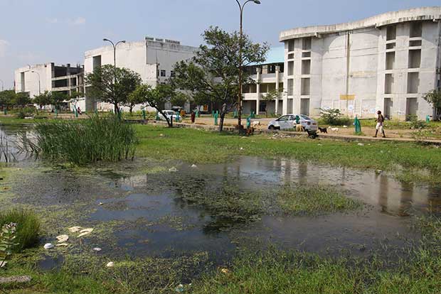 Chennai Corp to penalise residents for mosquito breeding sites