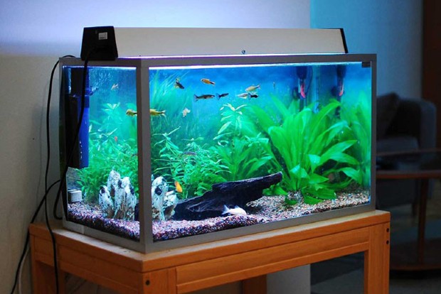 Nothing fishy about this, Home aquariums no more in vogue as lockdown curbs ease Nothing fishy about this, Home aquariums no more in vogue as lockdown curbs ease