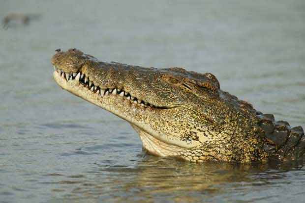 Crocodile attacks man, rips off his leg in UP