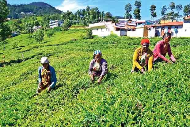 Tea exports fall to 203.8 million kg in 2020-21