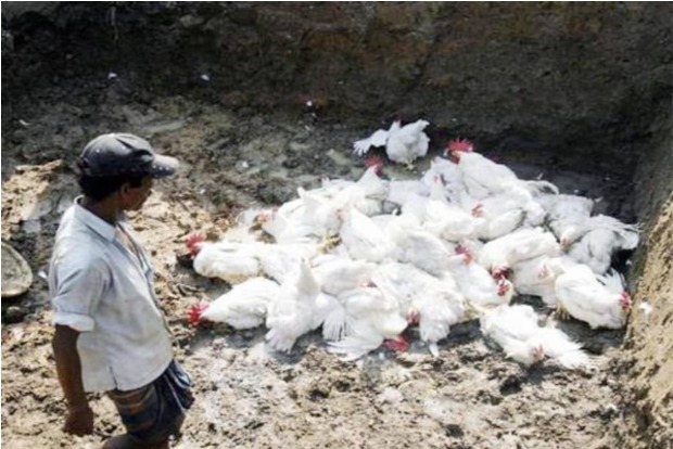 Bird flu reported in Kerala Bird flu reported in Kerala