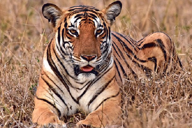 Srivilliputhur-Megamalai Tiger Reserve to be funded by NTCA