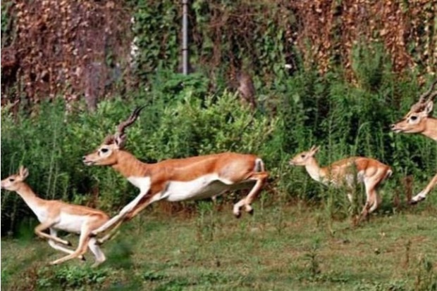 Video showing hundreds of blackbucks crossing road goes viral: PM Modi calls it excellent