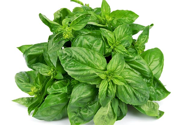 Benefits of basil