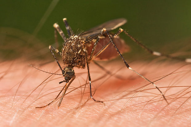 First Zika virus case found in Maharashtra