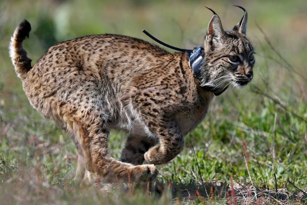 Back from the brink: Iberian lynx population rises to over 1,000