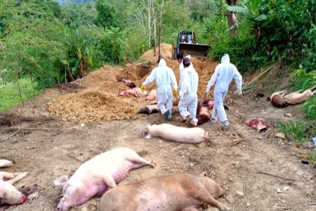 Over 5,000 pigs die of African Swine Fever in Mizoram
