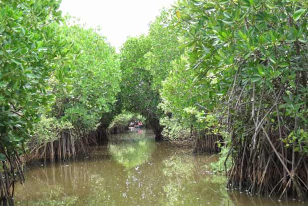 Mangroves can act as bio-shield in Kerala, as storm surge likely to increase Mangroves can act as bio-shield in Kerala, as storm surge likely to increase