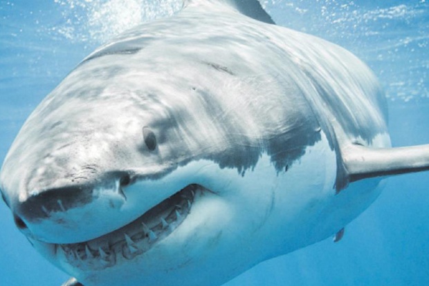 Sharks went nearly extinct 19 million years ago: Study