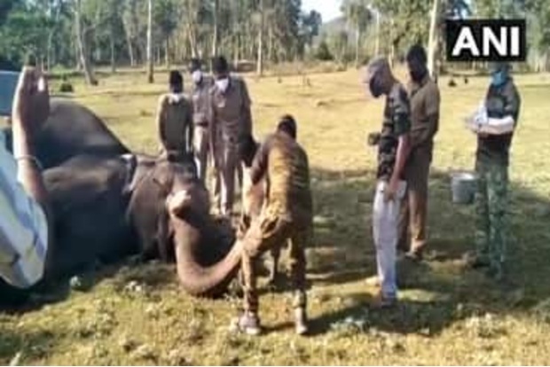 28 elephants undergo COVID-19 test in TNs Mudumalai reserve 28 elephants undergo COVID-19 test in TNs Mudumalai reserve