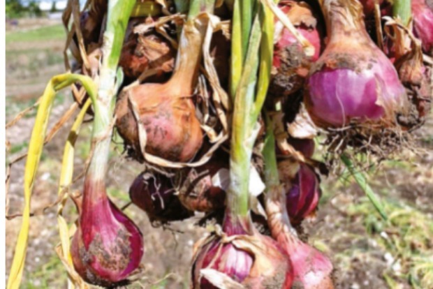 Tirupur district farmers shocked  as shallot seedlings grow into onions
