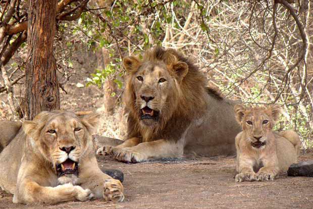 Two lionesses of Tamil Nadu zoo test positive for COVID-19