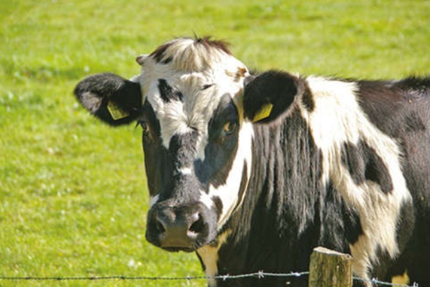 Vets allay farmers’ fears, say chances of COVID in cattle low Vets allay farmers’ fears, say chances of COVID in cattle low