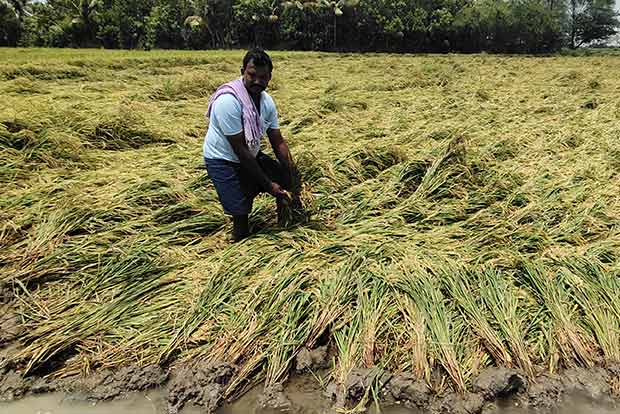 Govt’s steps sought to protect paddy farmers’ interests