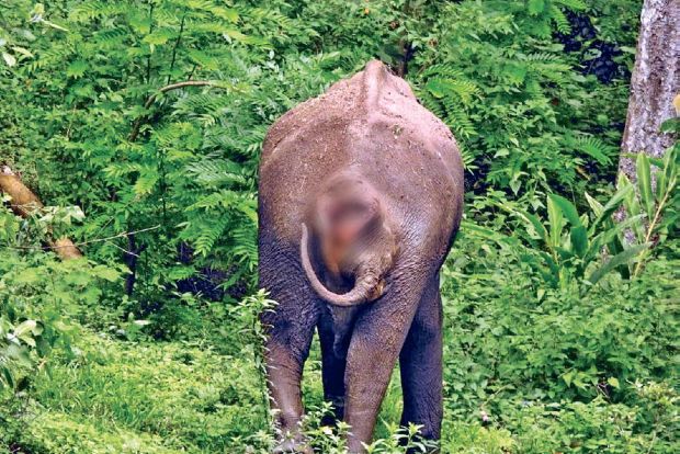 Foresters plan to shift injured wild tusker to Theppakadu for treatment