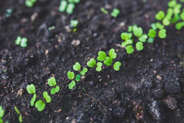 Village makes it mandatory for newlyweds to plant tree