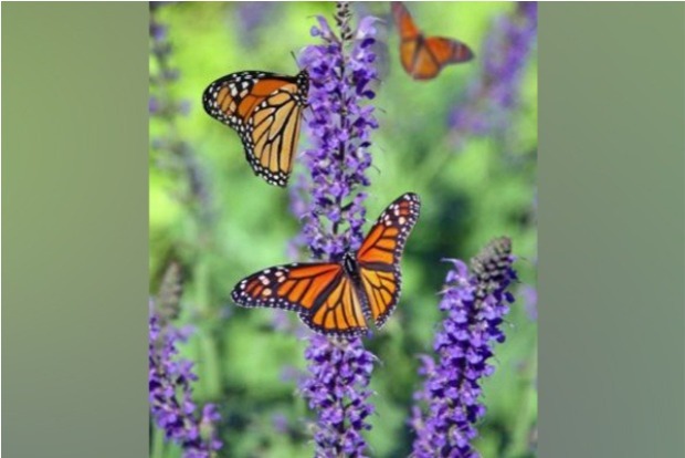 Butterflies, moths have difficulty adjusting to changing climate: Study