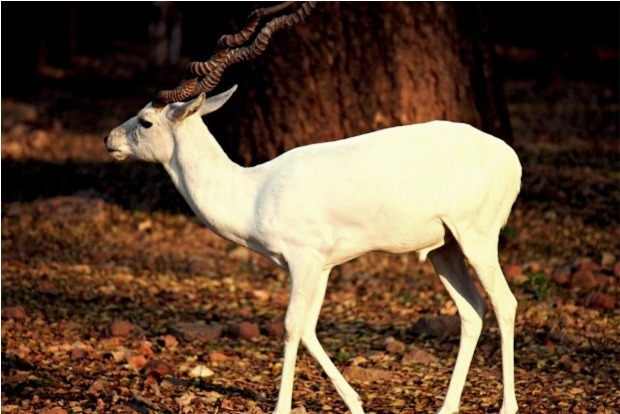 Rare white deer spotted in Assams Kaziranga National Park