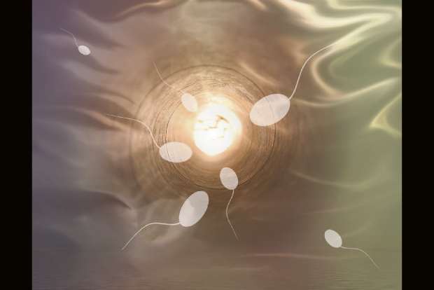 Pfizer, Moderna COVID-19 vaccines dont lower sperm count, study says Pfizer, Moderna COVID-19 vaccines dont lower sperm count, study says