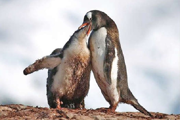 Antarctic in climate crisis despite treaty Antarctic in climate crisis despite treaty